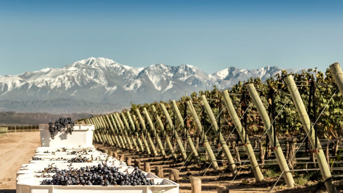 Mendoza – Experiência Única no Susana Balbo