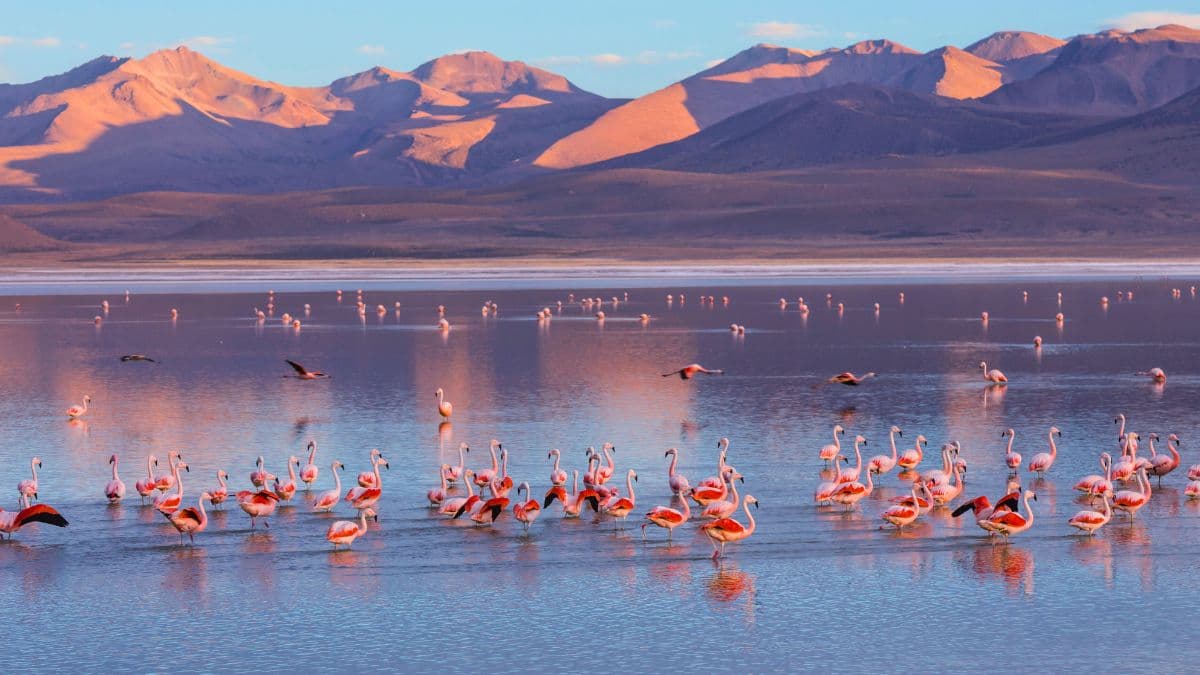 Patagônia Austral – El Calafate e Ushuaia
