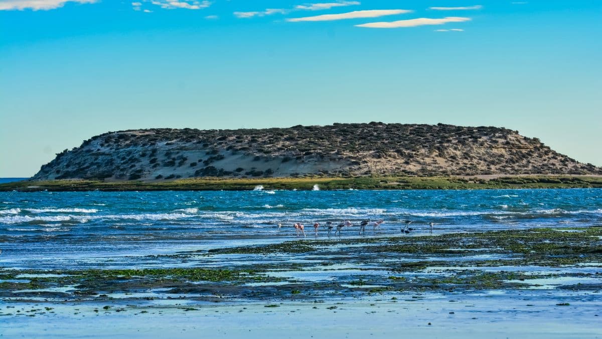 Patagônia – Puerto Madryn e Península Valdés