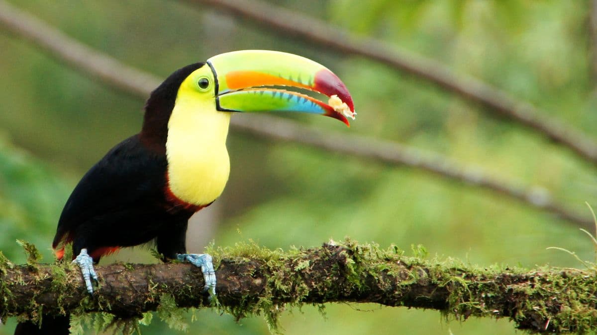 Costa Rica – Aventura em Família – 8 Dias