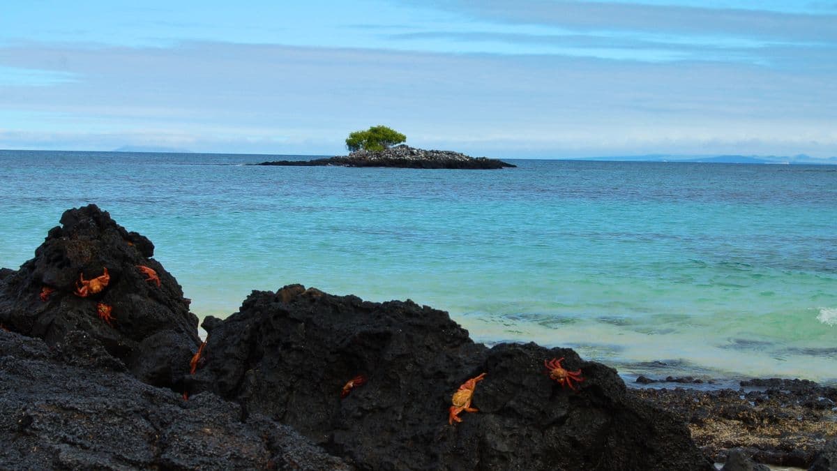 Acerca Endemic - Galápagos - 8 Dias