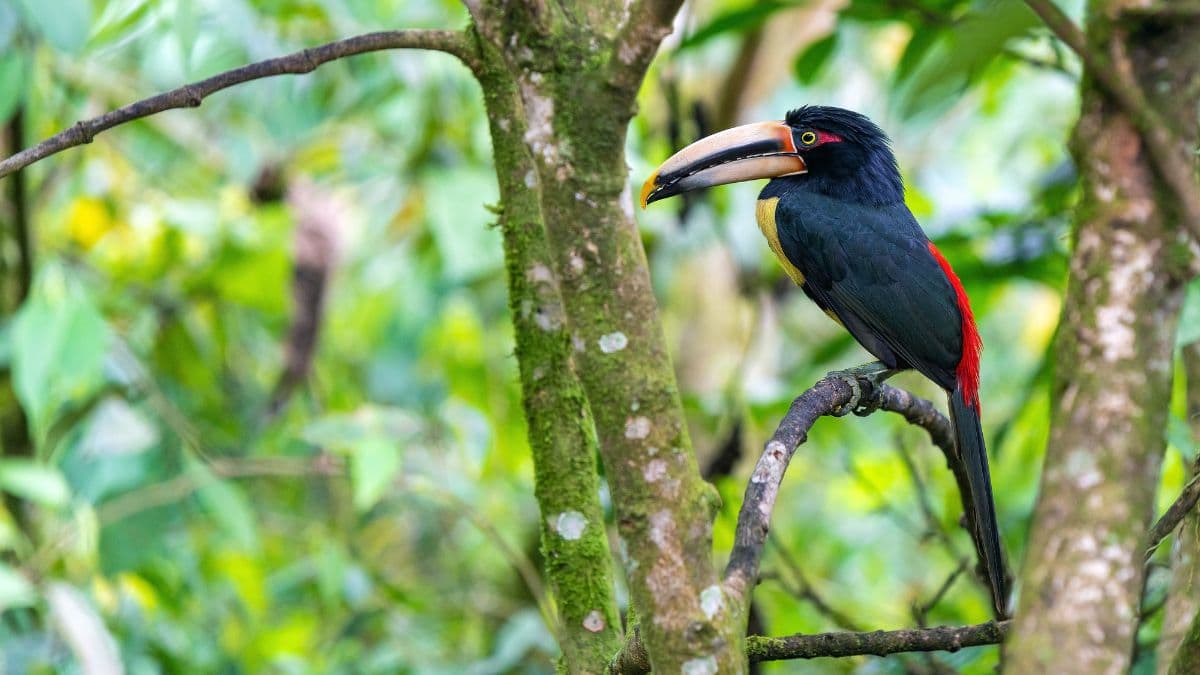 Equador - Biodiversidade Natural - 13 Dias