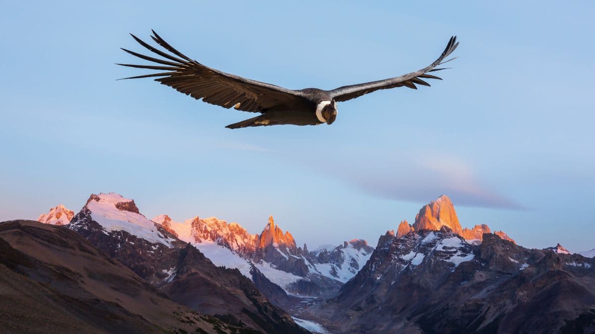 Equador - Jornada Rota do Condor