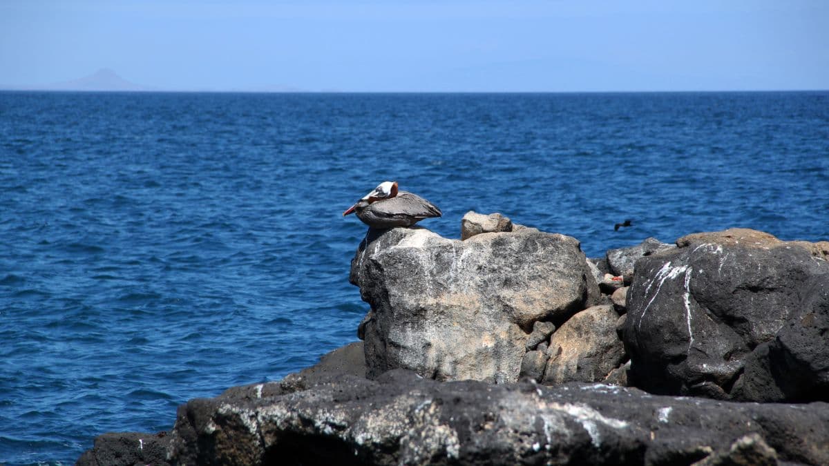 Galápagos - Combinado de Ilhas - 10 Dias