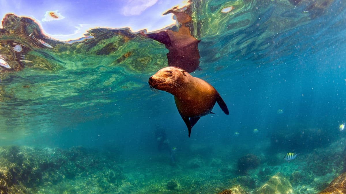 Galápagos - Diversidades Naturais - 8 Dias