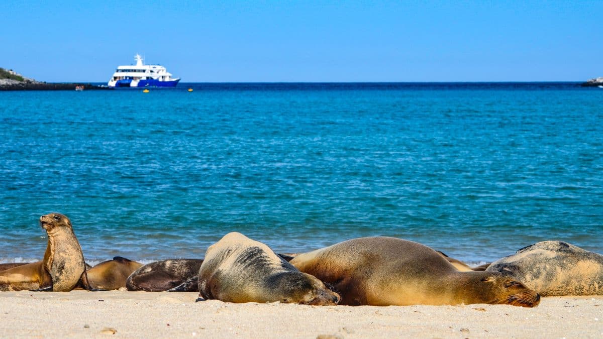 Galápagos - Santa Cruz, Isabela e San Cristóbal - 8 Dias