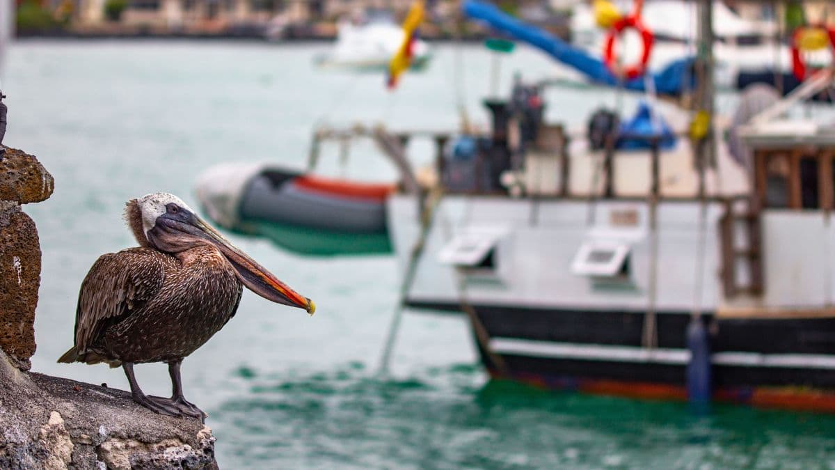 Quito e Galápagos - Cultura e Natureza Exclusiva - 7 Dias