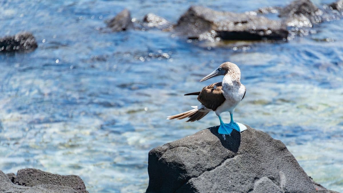 San Cristóbal - Coração de Galápagos - 5 Dias