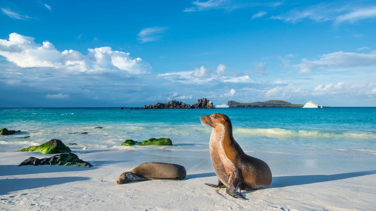 San Cristóbal e Santa Cruz - Encantos de Galápagos - 5 Dias