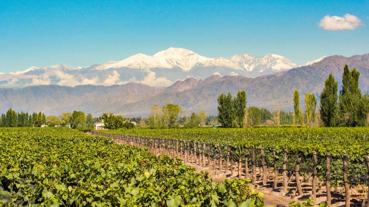 Mendoza – Montanhas e Vinhedos
