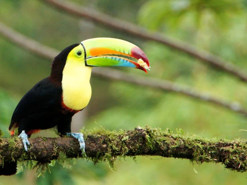 Costa Rica – Aventura em Família – 8 Dias