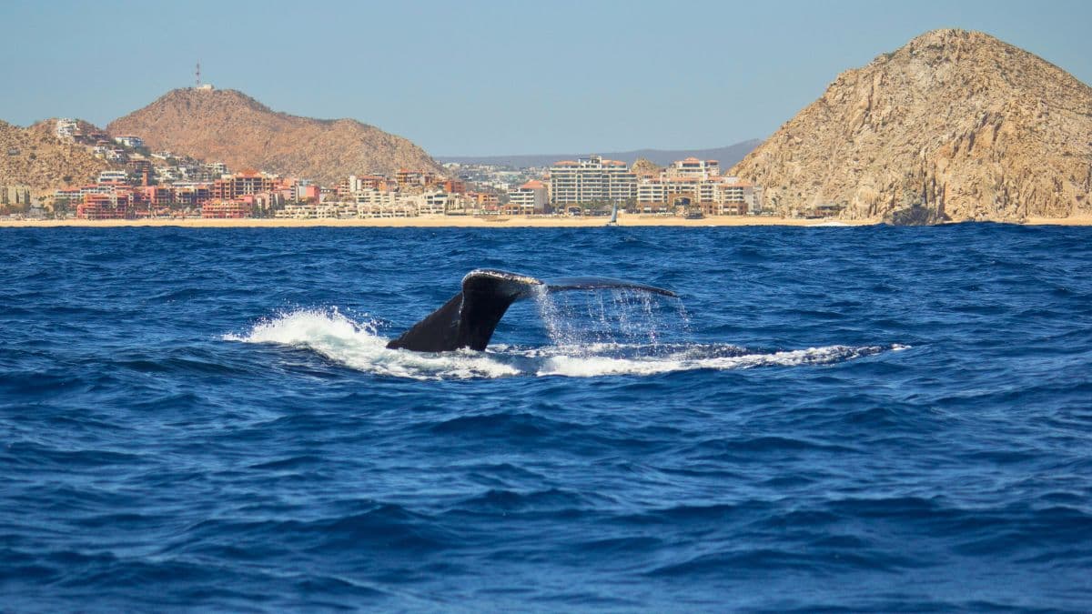 Los Cabos – Um Paraíso Exclusivo - 7 Dias