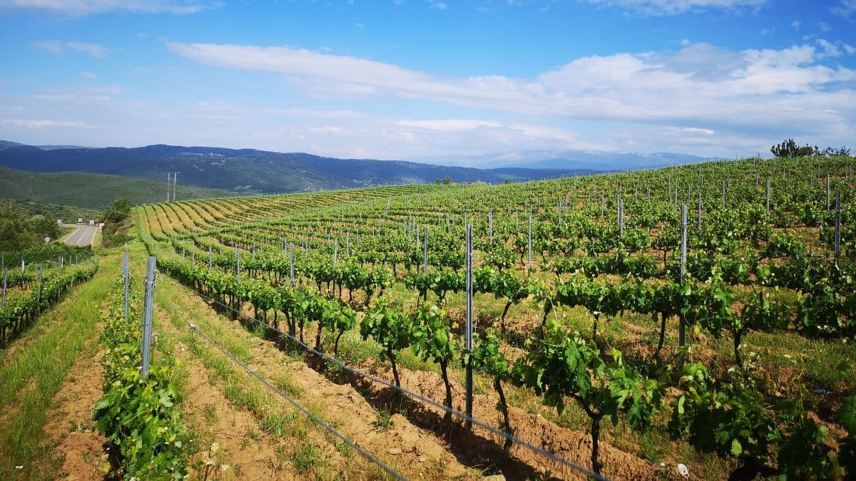 Montevidéu – Jornada para Amantes do Vinho - 5 Dias